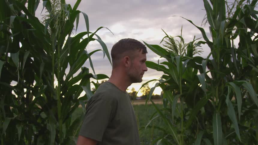 A man stands in a corn field