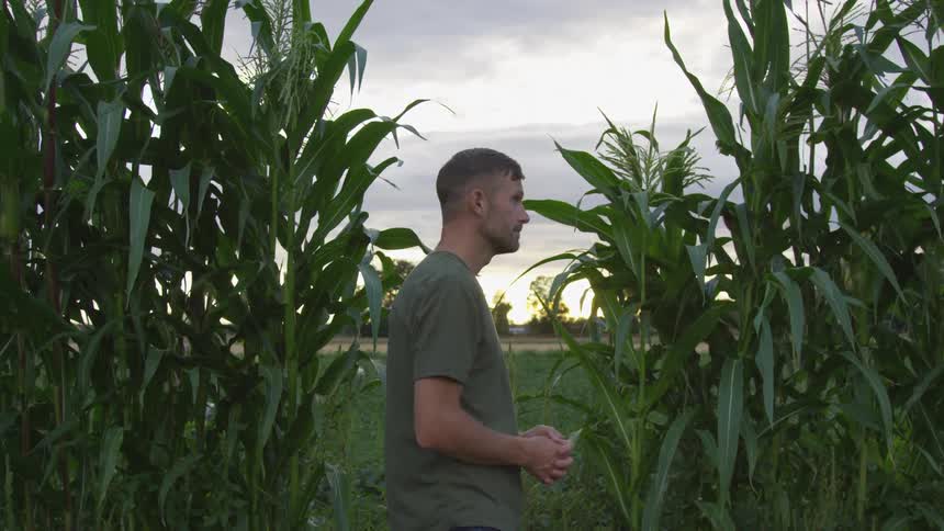 A man stands in a corn field