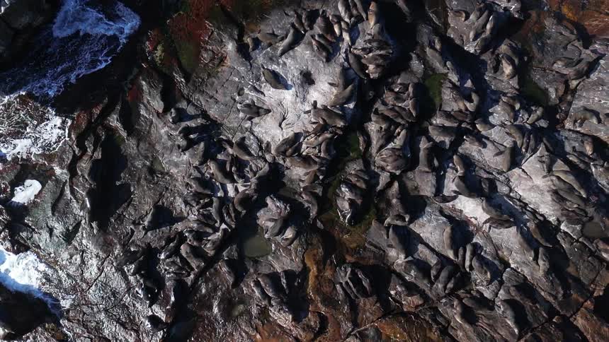 Birds fly over the rough terrain near the shore on a summer day, where numerous sea lions are lying on the rocks