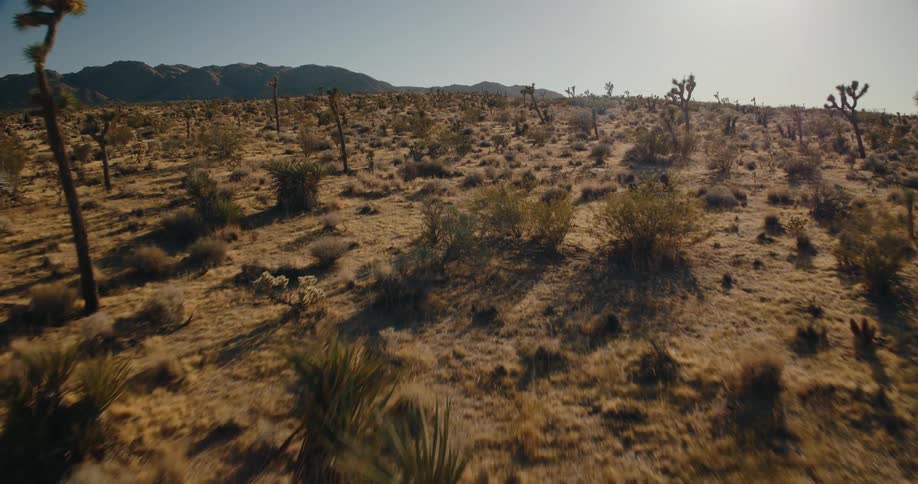 The sun is shining on the long desert