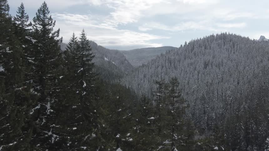 The mountains are covered in trees or snow