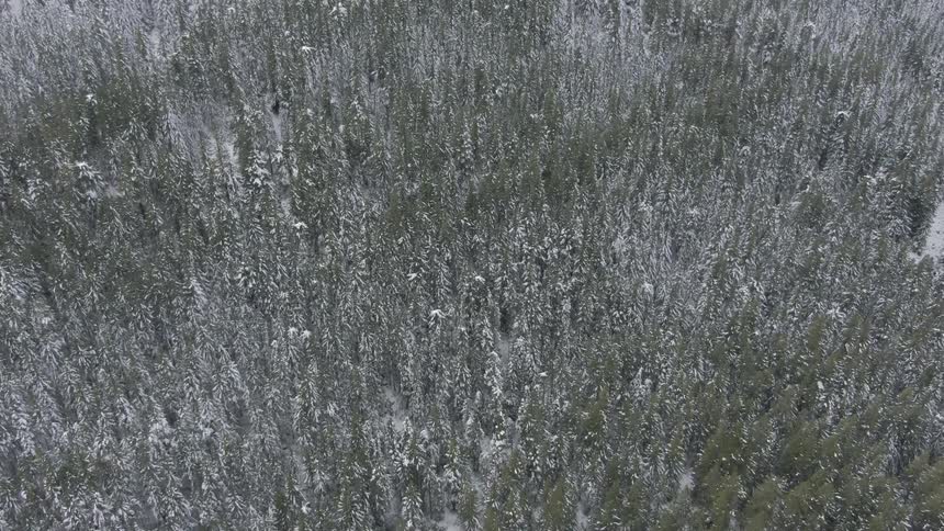 Flying over a snowy forest