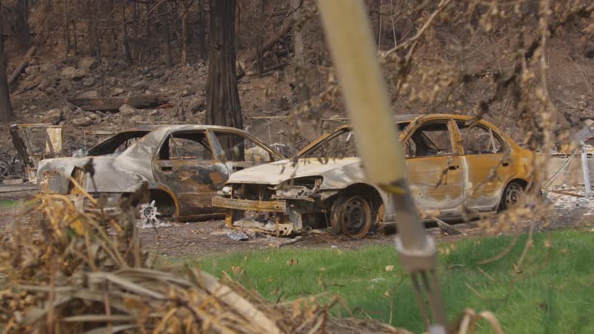 Rusted and broken down cars are by the forest