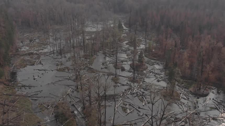 Fallen trees cover the river