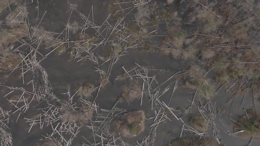 Aerial view of a deforested area with tree trunks in the middle of a river
