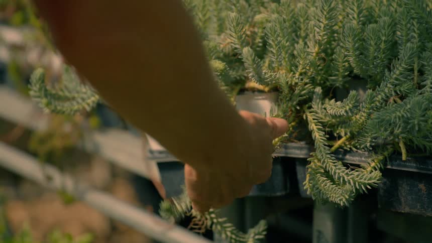 A person inspecting a plant in a garden under the bright midday sun