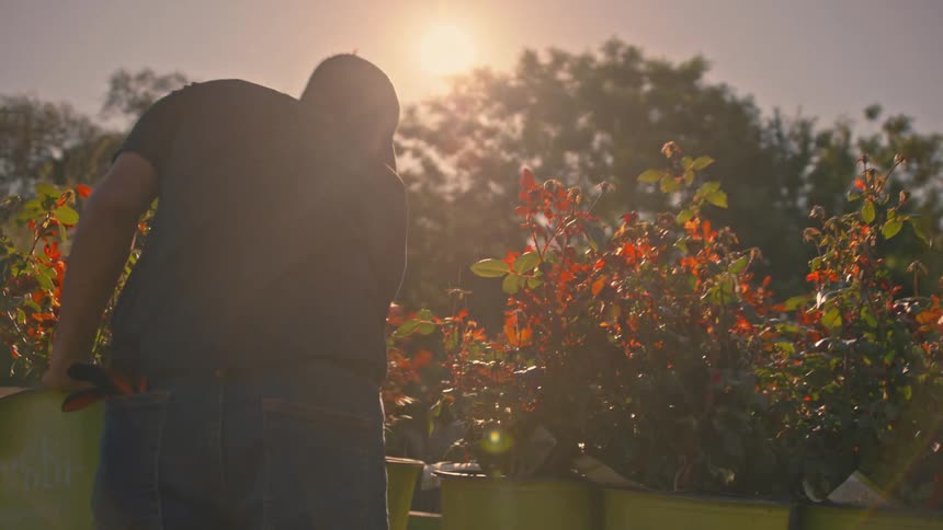 Man picks up two potted plants and arranges them together with other potted plants on a surface under sunlight
