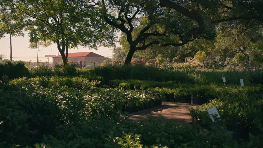 A nursery contains rows of potted plants and young trees with a large gnarled tree dominating the midground and a building with a red roof in the distance under a bright sky