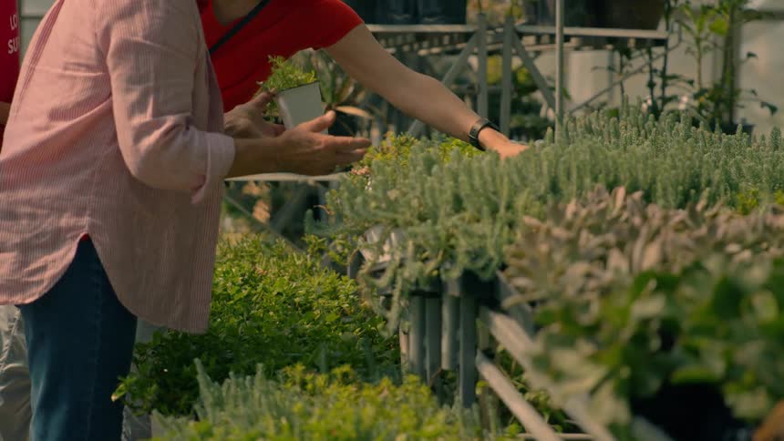 Two people pick out plants from a nursery