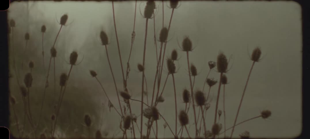 Tall dried plants with spiky heads stand against a backdrop of foggy silhouetted trees
