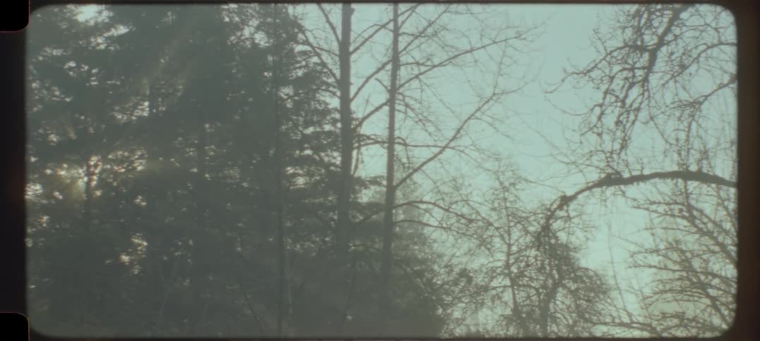 Silhouette of trees in a foggy area with sun reflection