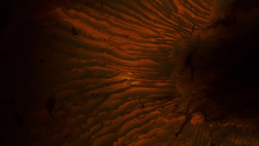 Pulsing light shining through a mushroom cap