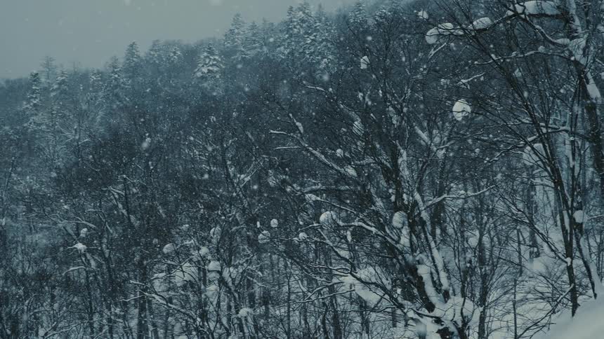 Snow in a forest