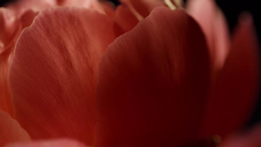 Wind blows the petals on the flower
