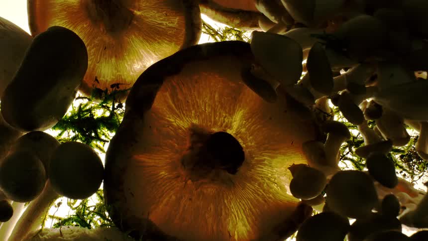 Closeup of clustered mushrooms lit from above