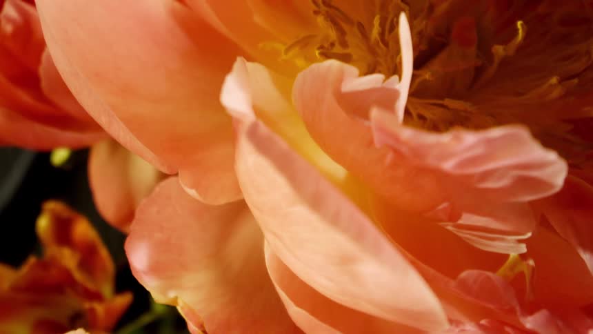 Flowers with pink petals and a pollen core