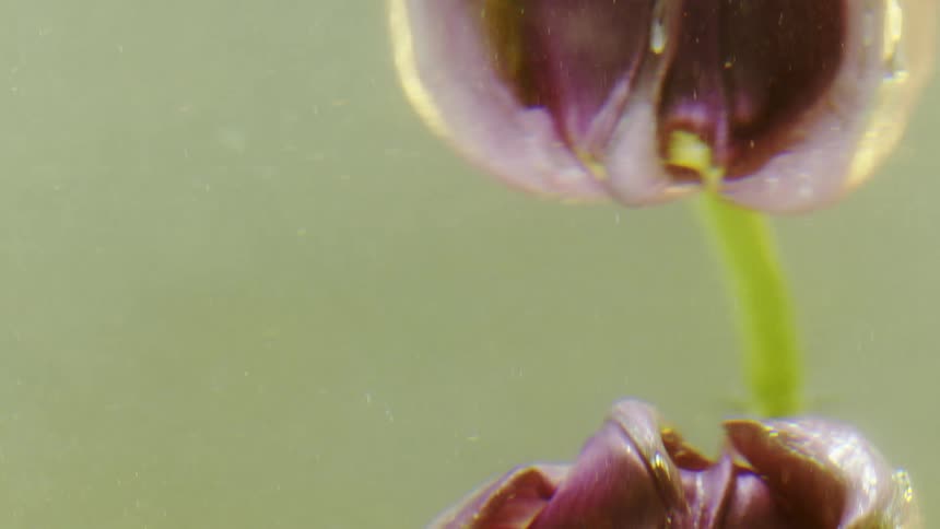 A single green stemmed purple flower and light reflection on water as droplets cause it ripple