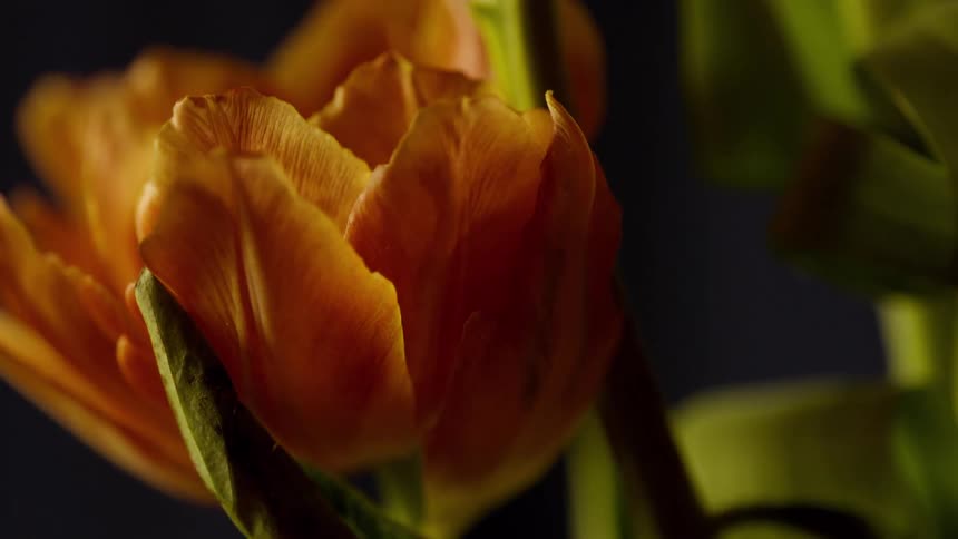 An arrangement of pink flowers quiver as a light breeze of air blows across them