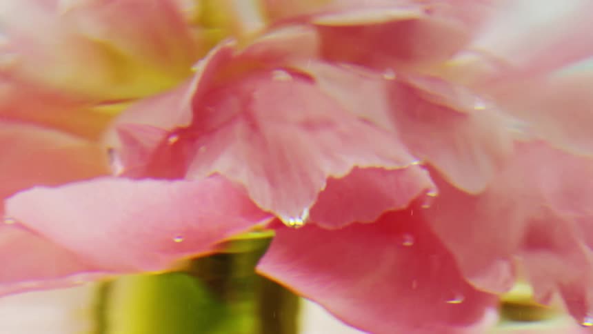 Flower with light pink petals submerged in water