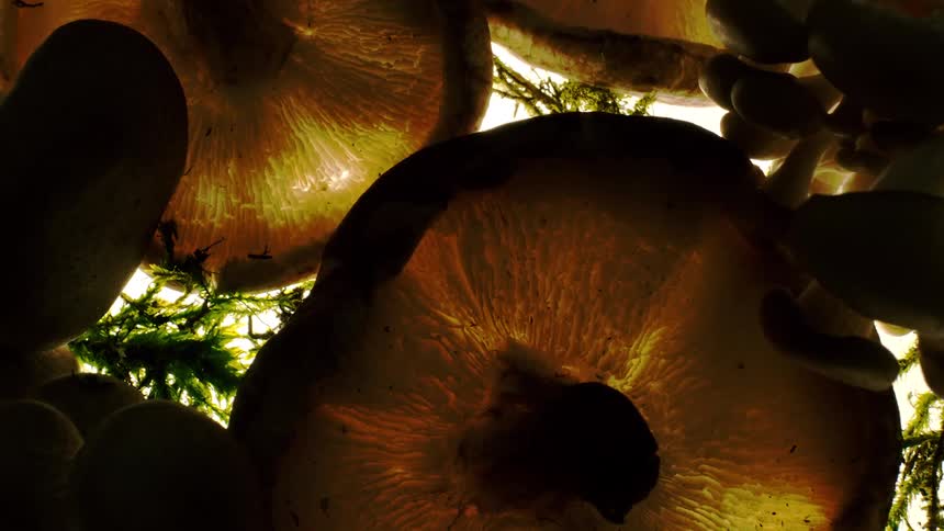 Light shines through the mushroom caps