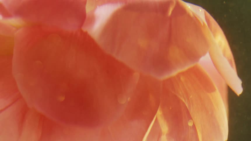 The flower moves up and down underwater