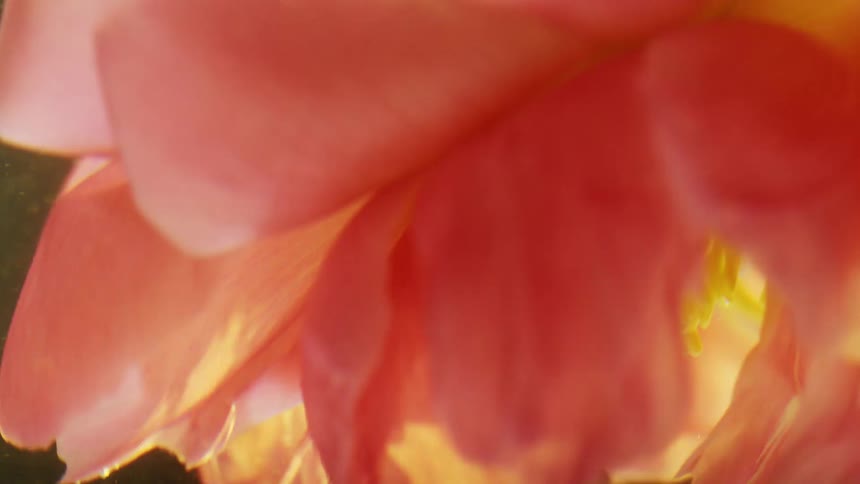 A pink flower spins upside down