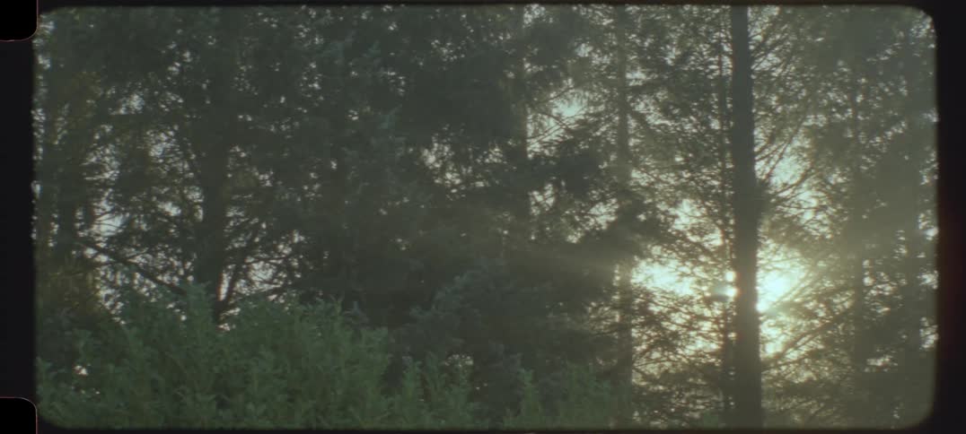 Sunbeams between trees in a forest