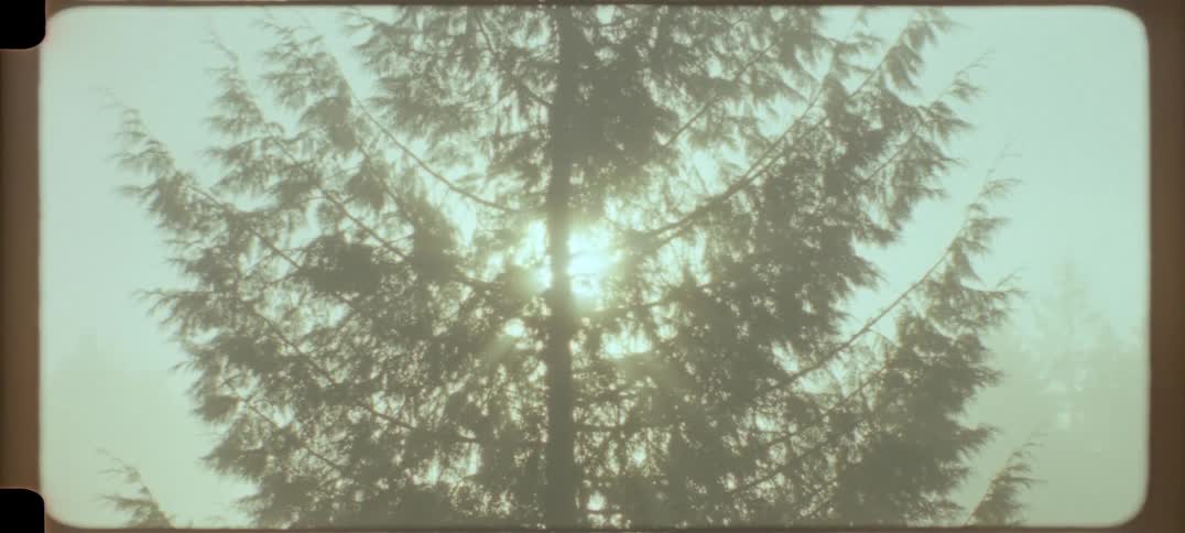 A tall tree with a series of branches blocks the sunlight in a foggy atmosphere on a sunny day in the forest