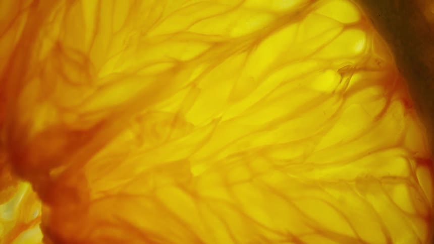 A close up of a mushroom