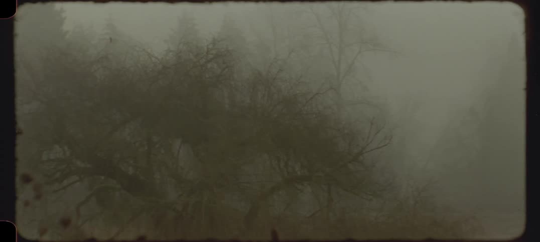 Trees and plants are shown in the distance