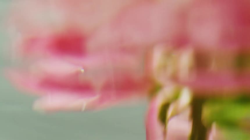 A vibrant pink flower is in blurred by water ripples
