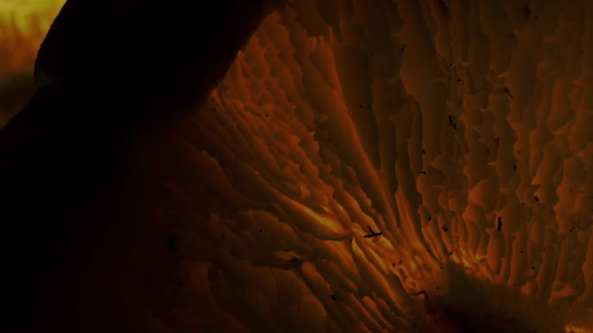 The camera pans over a textured rocky surface