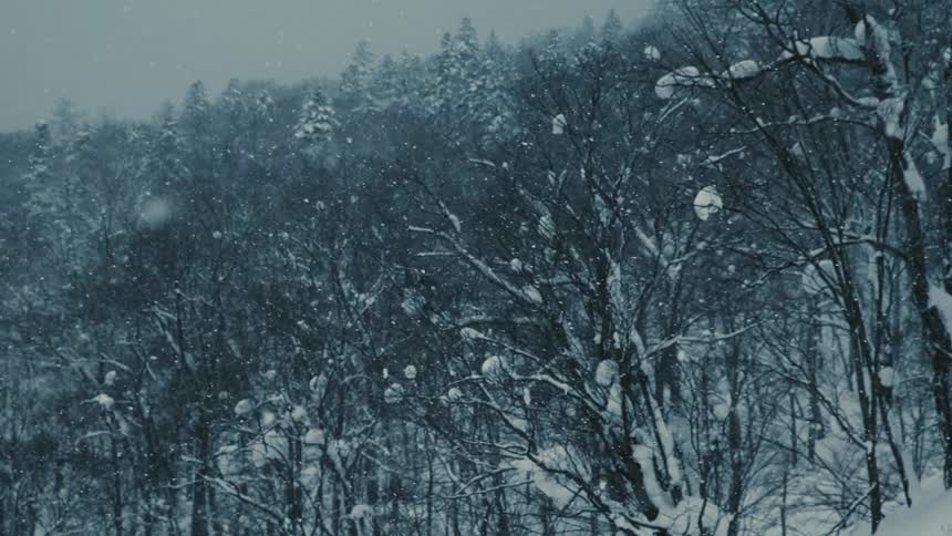 Snow falls gently over a vast cold forest of snowcovered trees during a bleak winter day