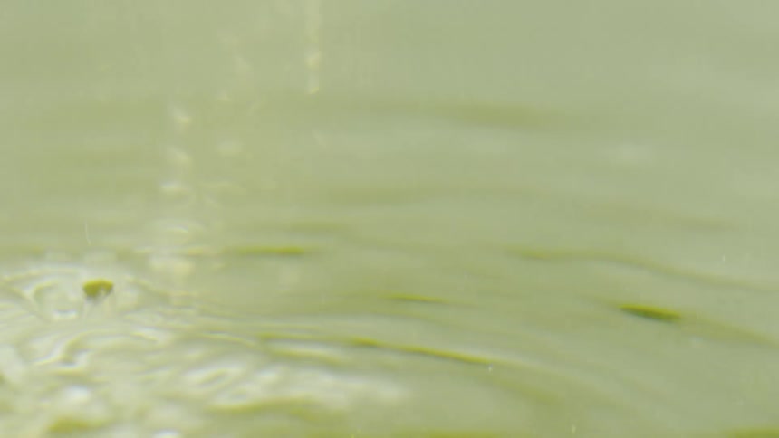 Flower diving into calm waters
