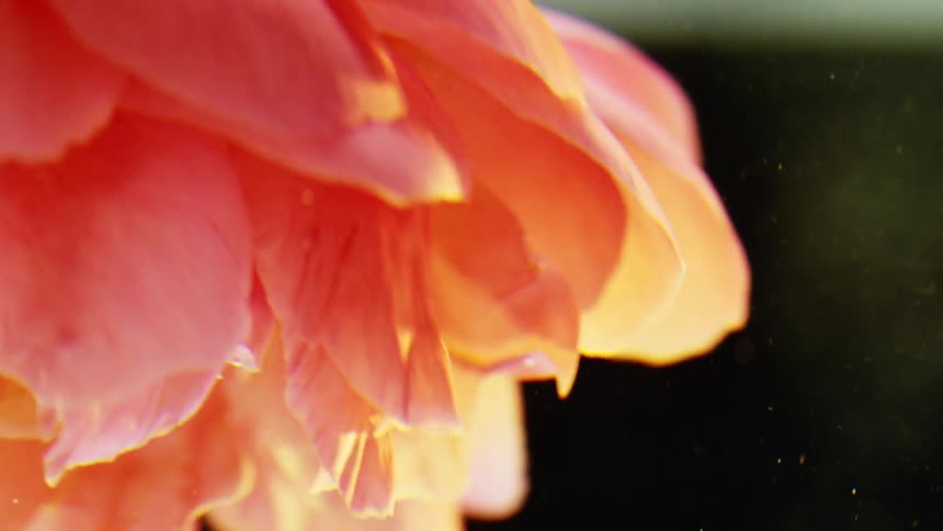 A closeup view of flower petals flowing and fluttering in a liquid with a dark background