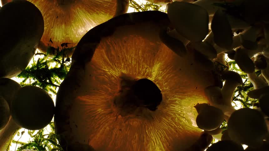 Extreme close up of mushrooms outdoors