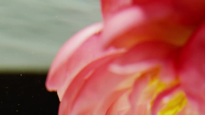 A pink flower upside down