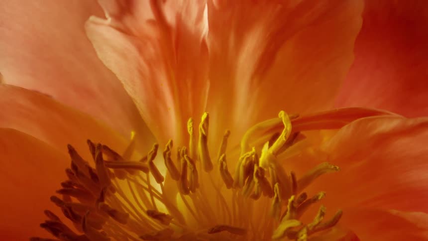 The flower is slightly wilted