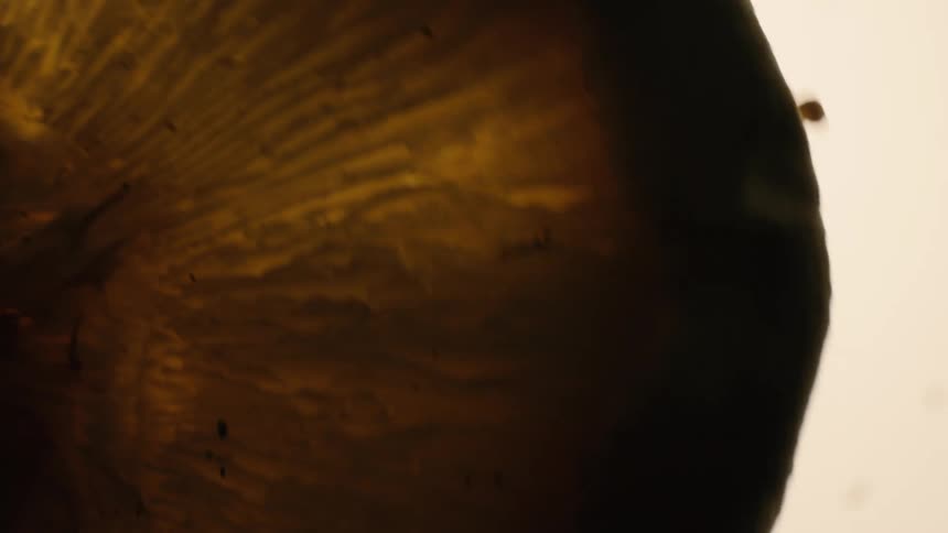 Extreme close up on a mushroom