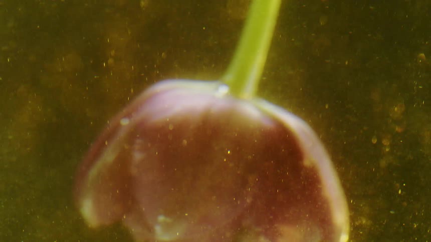 Flower submerged in liquid with abstract golden light reflection