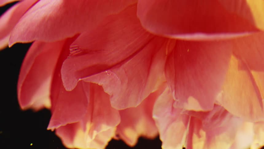 The pink petals of some flowers being submerged under the clear water