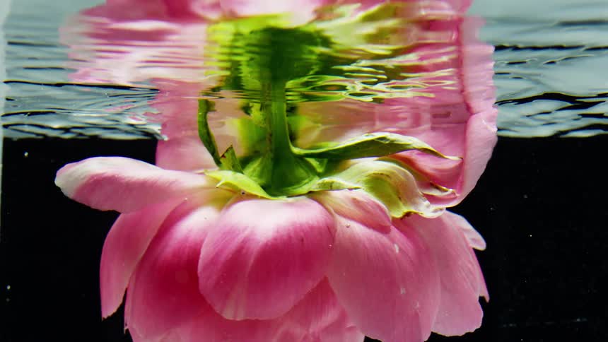 A pink flower is twirling gracefully underwater with its reflection visible on the surface