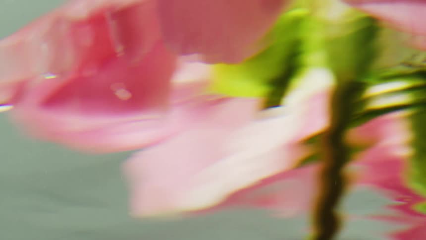 Wavy reflection of pink flower petals and a green stem on a clear water surface