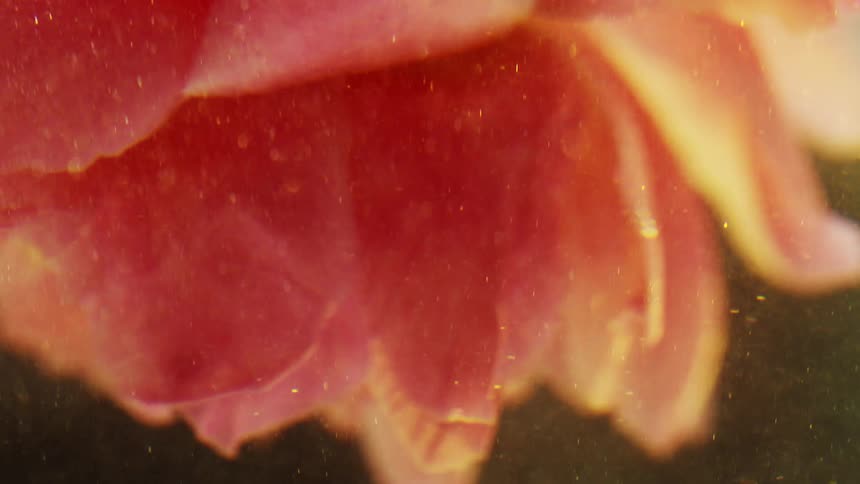 A pink flower upside down