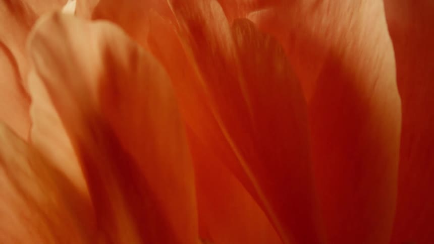Wind blows the petals of the flower