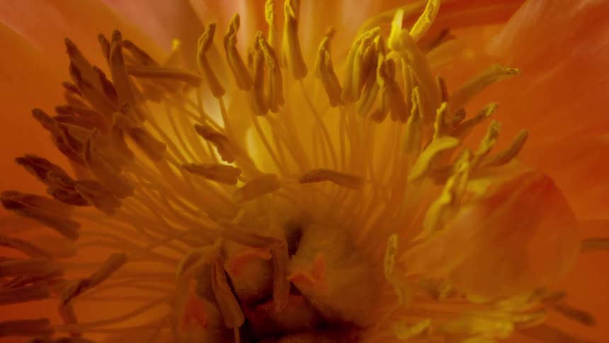 Close up of an orange flower against a dark background