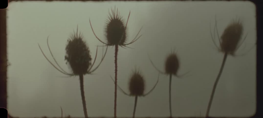 Several flower buds with long stems