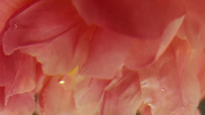 A pink flower spins underwater