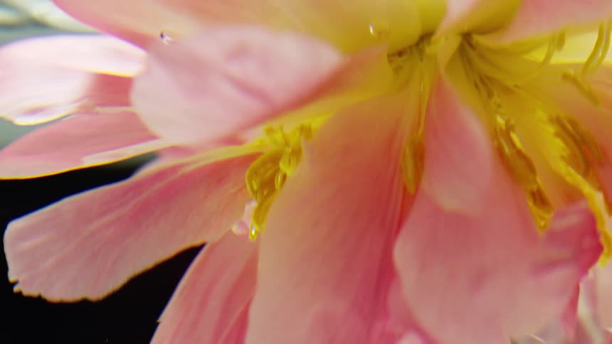 The pink flower floats underwater