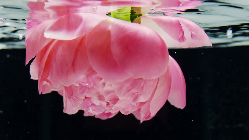 Pink peony spins under clear water before being pulled back up to the surface